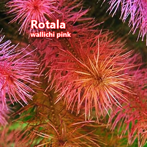 Rotala wallichi pink